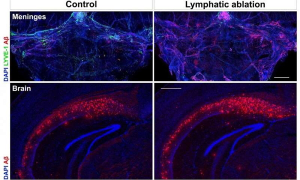 153292301998482551E8.jpg 201807261606438116.jpg