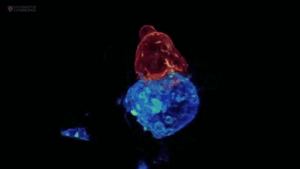 4.gif