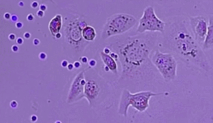2.gif
