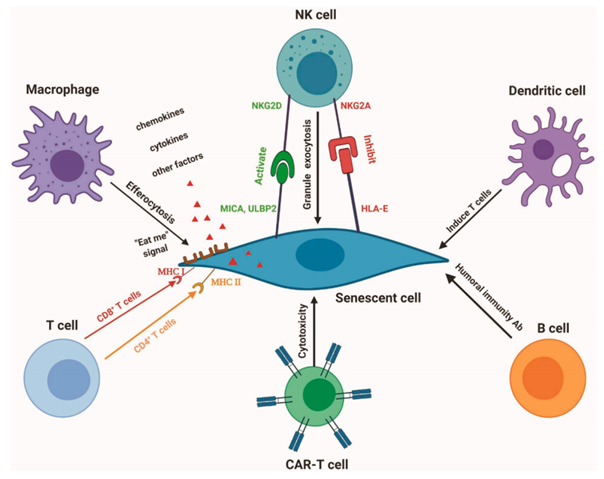 1690427036987579A0CB.png 5.png