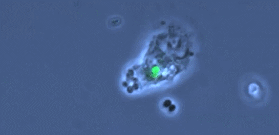 2.gif